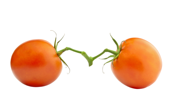 Two connected tomatoe vegetables isolated