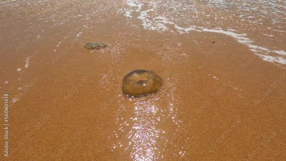 Poster two jellyfish on the sand with waves breaking and causing the jellyfish to move with sun shining at 