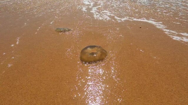 Two jellyfish on the sand with waves breaking and causing the jellyfish to move with sun shining at sand