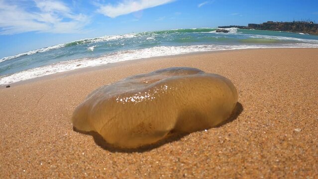 Images of a jellyfish on the sand with the sea as  background with the waves breacking