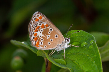 FR, Provence, Grambois, 24.06.2022, Aricia agestis, Kleiner Sonnenröschen-Bläuling