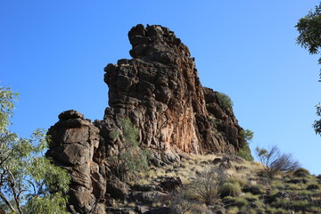 tree in the mountains