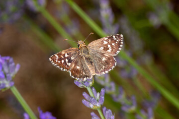 FR, Provence, Grambois, 24.06.2022, Kleiner Südlicher Würfel-Dickkopffalter, Pyrgus malvoides
