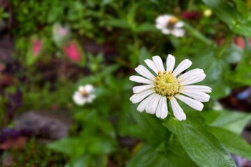 Close up of white Zinnia flower . Zinnia flower in the garden