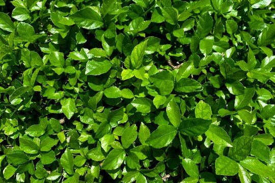 Green leaf texture background. Streblus asper tree foliage background. 