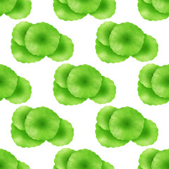 Gotu kola leaves. Seamless background, pattern, texture. Illustration