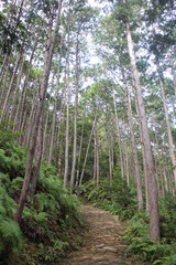Kumano Kodo forest, one of the world heritages in Japan