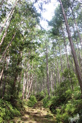 Kumano Kodo forest, one of the world heritages in Japan