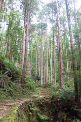 Obraz premium Kumano Kodo forest, one of the world heritages in Japan