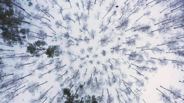 Drone descends over the tops of birch trees in the forest.  Drone descends over the trees in the forest in the winter. Beautiful Snowy forest from high.