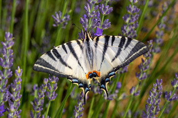 FR, Provence, Grambois, 24.06.2022, Iphiclides podalirius, Segelfalter