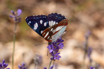 FR, Provence, Auribeau, 25.06.2022, Limenitis reducta, Blauschwarzer Eisvogel