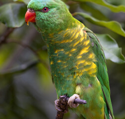 green-winged parrot on the tree branch