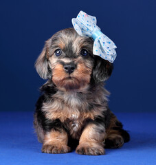 Little funny dachshund puppy with a bow on his head