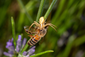 FR, Provence, Grambois, 25.06.2022, Braune Krabbenspinne, Xysticus cristatus