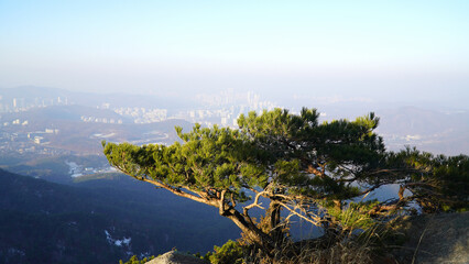 The beauty and freedom of the pine trees of Bukhansan Mountain.