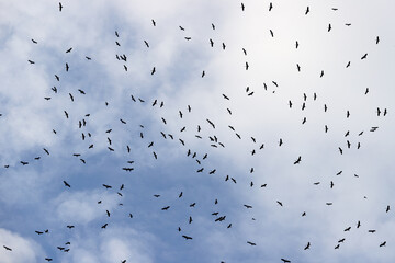 flock of birds