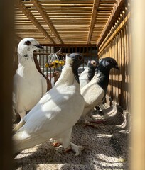 black and white pigeon