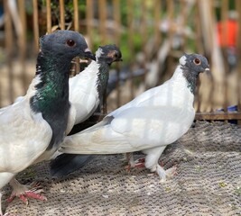 black and white pigeon