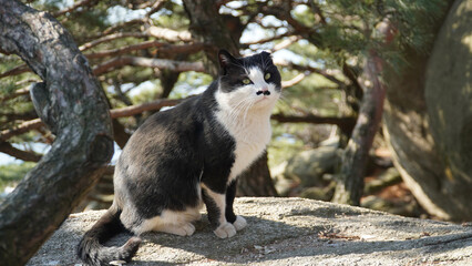 wildlife, cat, tuxedo cat, charm, mammals, stare, sit, cute, small.