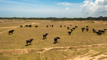 Buffaloes in the wild in Sri Lanka. Wild animals of Sri Lanka.