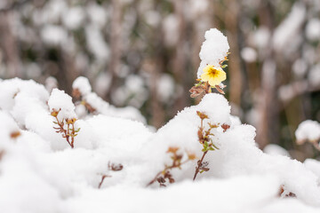 a yellow bloom covered with snow protrudes above the bush