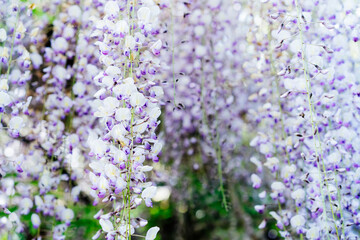 Close up purple blooming Wisteria flowers. Beautiful wisteria trellis blossom in spring. Chinese and Japanese park. Selective focus, copy space.