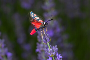 FR, Provence, Grambois, 28.06.2022,Zygaena occitanica