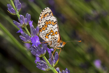 FR, Provence, Grambois, 28.06.2022, Melitaea cinxia, Wegerich-Scheckenfalter