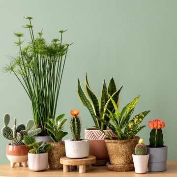 Stylish composition of home garden interior filled a lot of beautiful plants, cacti, succulents, air plant in different design pots. Template. Copy space. Home gardening concept Home jungle.
