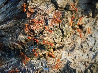 many ants on the tree