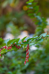 Traditional Martisor on green tree branch - symbol of 1 March, Martenitsa, Baba Marta, beginning of spring and seasons changing in Romania, Bulgaria, Moldova. Greeting and post card for holidays.