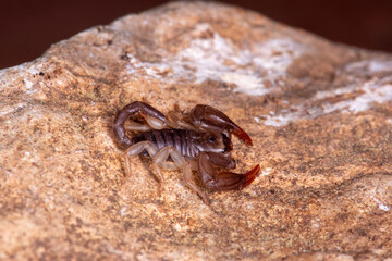 FR, Provence, Grambois, 30.06.2022, gelber Skorpion, gelber Skorpion, Buthus occitanus