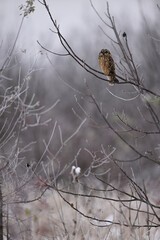 Short-eared owl perched on frozen tree branch in winter atmosphere