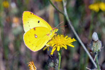 FR, Alpes-Maritimes, Aspremont, 02.07.2022, Colias alfacariensis, Hufeisenklee-Gelbling