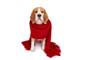 A beagle dog in a knitted red scarf looks at the camera on a white isolated background. The concept...