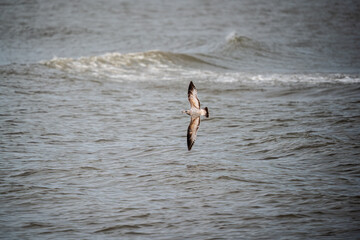 seagull in flight