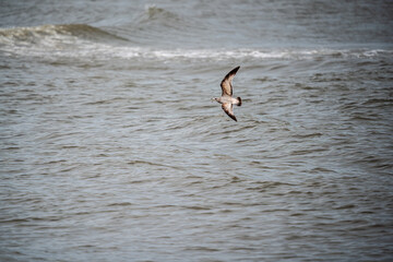Naklejka premium seagull in flight