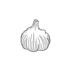 Realistic garlic illustration in black isolated on white background. Hand drawn vector sketch illustration in doodle engraved vintage outline style. Spice,vegetable, ingredient, tasty, healthy food.