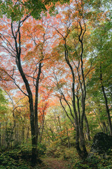 そびえ立つ広葉樹