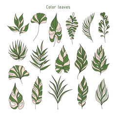 Set of leaves. Tropical plants. Herbarium. Perfect for herbal products designs.