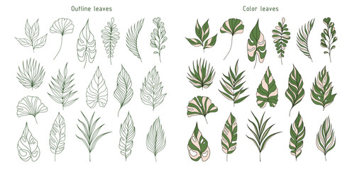 Set of leaves. Tropical plants. Herbarium. Perfect for herbal products designs.