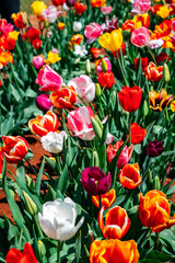 Colourful tulip season in spring