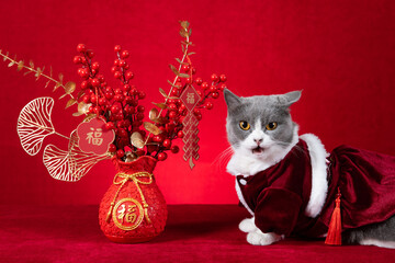 a cute cat wears a hat with rabbit ears with Chinese New Year potted plant at horizontal...