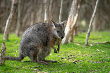 Naklejka na ściany i meble Australian wallaby sitting on the grass