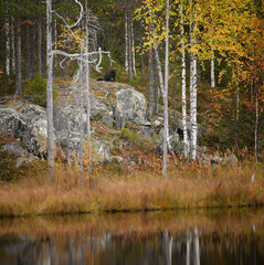 Wolverine sit on the rock in autumn forest above the lake