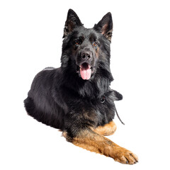 PNG. Black German Shepherd
