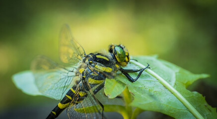 an awl perched on a young plant in a garden near water