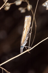 DE, NRW, Bad Münstereifel, 12.08.2022, Magerrasen-Graszünsler, Agriphila inquinatella