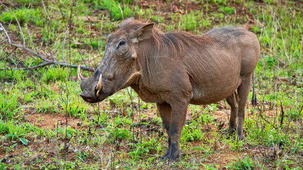 Warthog, Phacochoerus africanus, Kruger National Park, Mpumalanga, South Africa, Africa